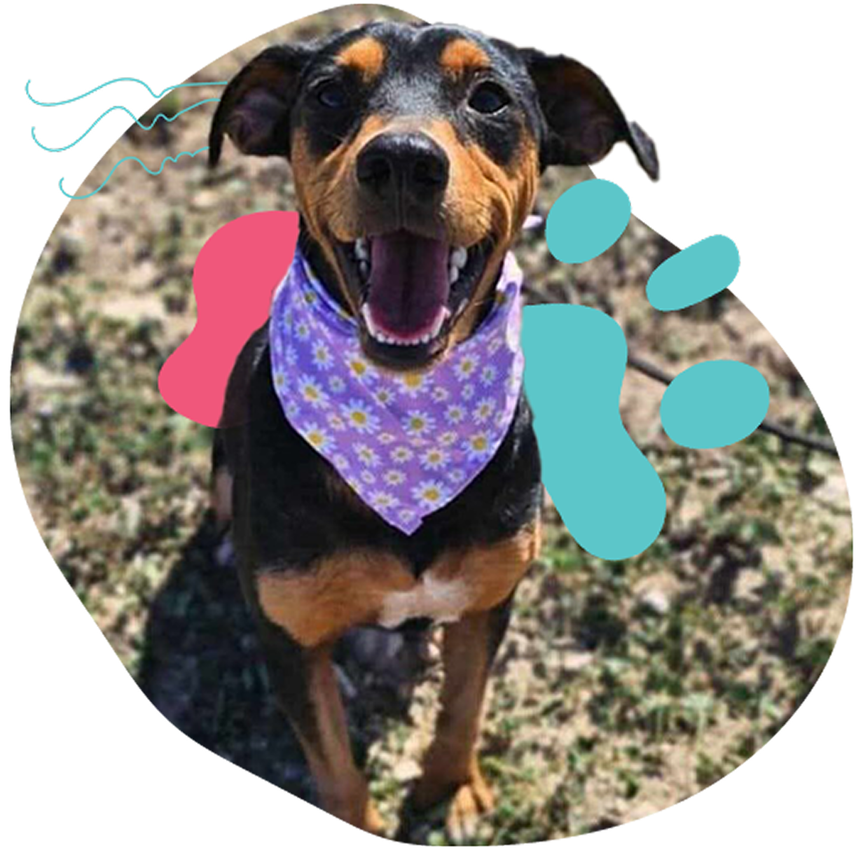 dog_furever_fields