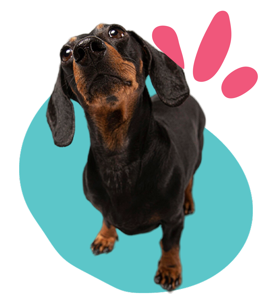 doggo_furever_fields