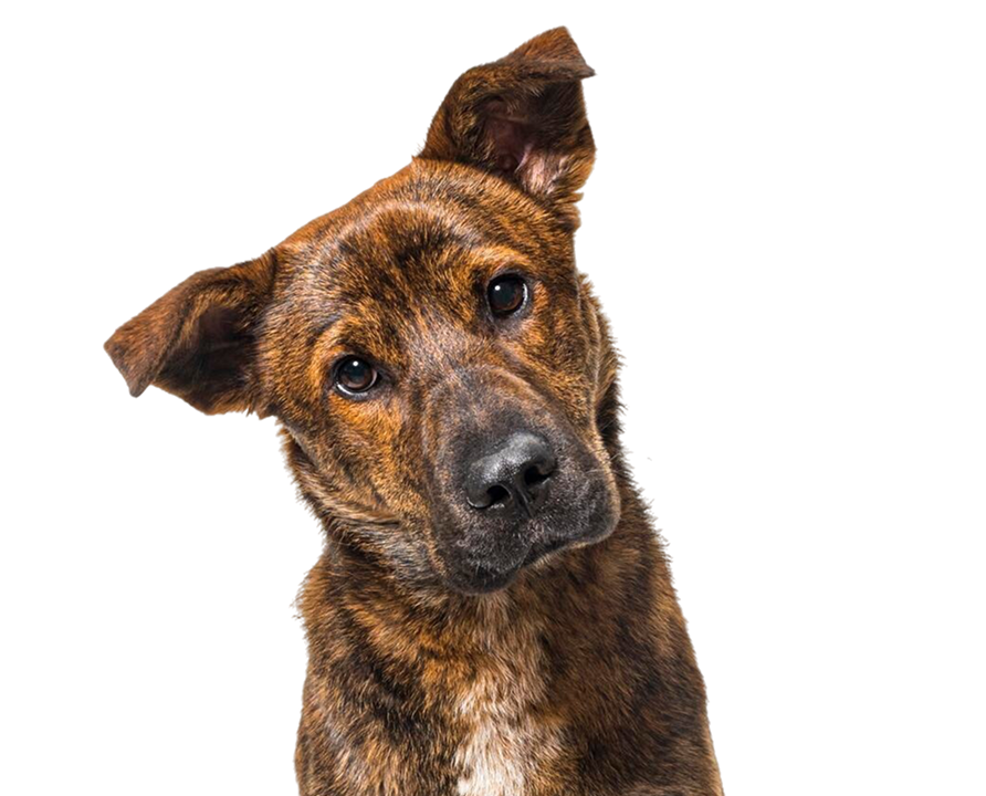 donate_furever_fields