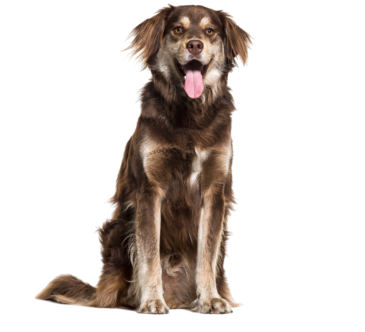 furview doggo